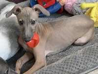 Jasper, a male Italian Greyhound for sale in Kingston, OK – 3 of 10