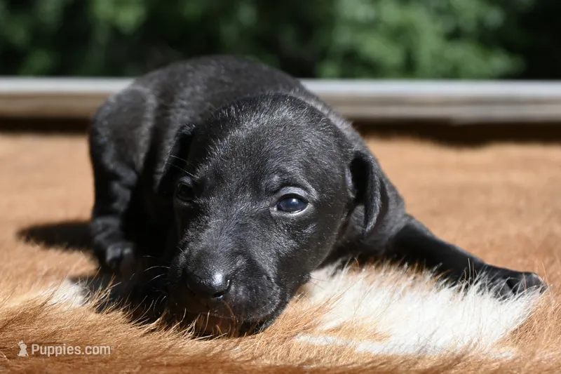 Tito – Italian Greyhound puppy for sale in Kingston, OK