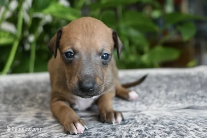 Stormy – Italian Greyhound puppy for sale in Kingston, OK
