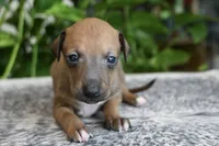 Stormy, a female Italian Greyhound for sale in Kingston, OK – 5 of 10