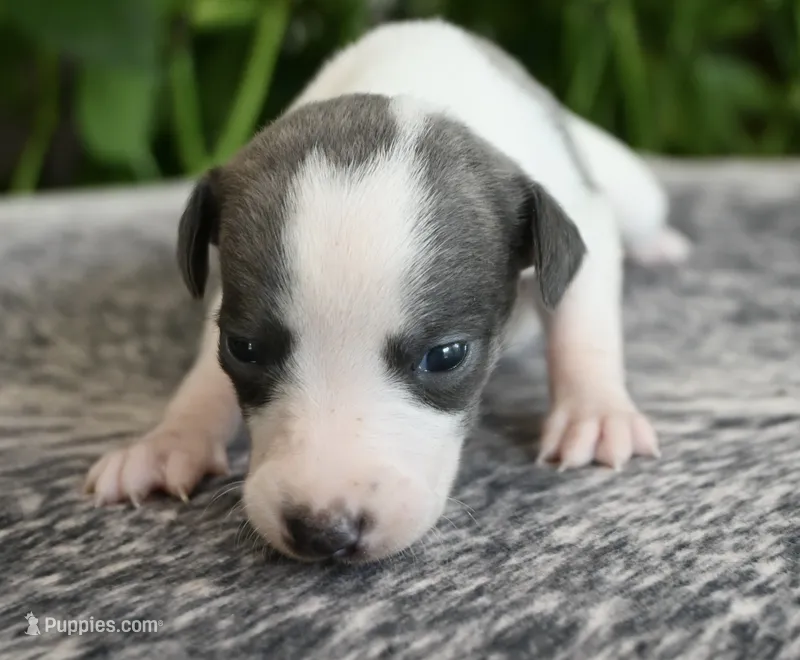 Sabrina – Whippet puppy for sale in Kingston, OK
