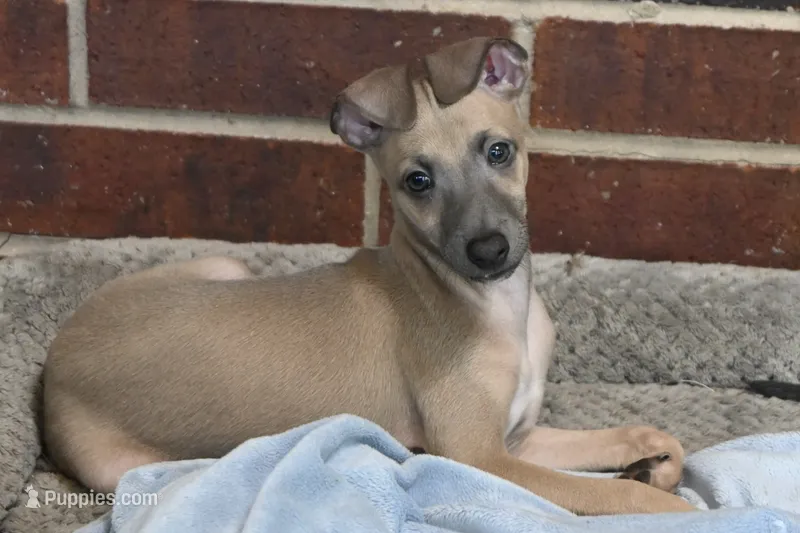 Bennett – Italian Greyhound puppy for sale in Kingston, OK