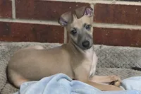 Bennett, a male Italian Greyhound for sale in Kingston, OK – 5 of 10