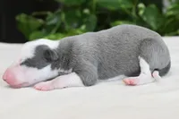 Sunny, a male Whippet for sale in Kingston, OK – 3 of 4