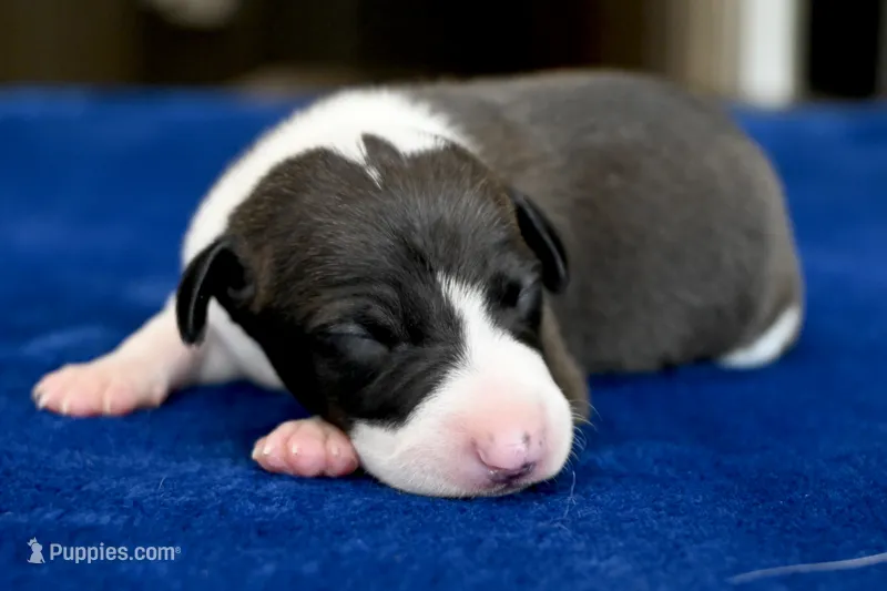 Tango – Italian Greyhound puppy for sale in Kingston, OK