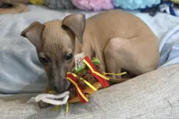 Jasper, a male Italian Greyhound for sale in Kingston, OK – 4 of 10
