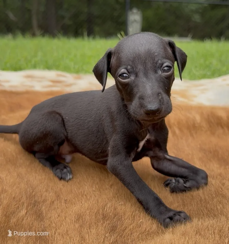 Skylar – Italian Greyhound puppy for sale in Kingston, OK
