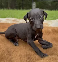 Skylar, a male Italian Greyhound for sale in Kingston, OK – 1 of 10