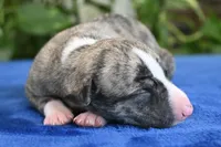 Kenny, a male Whippet for sale in Kingston, OK – 2 of 5