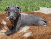 Quartz, a male Italian Greyhound for sale in Kingston, OK – 3 of 8