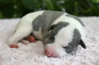 Kiwi, a female Whippet for sale in Kingston, OK – 1 of 7