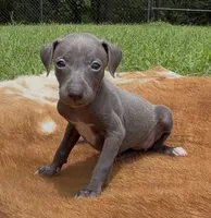 Rae, a female Italian Greyhound for sale in Kingston, OK – 2 of 10