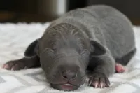 Quill, a male Italian Greyhound for sale in Kingston, OK – 1 of 5
