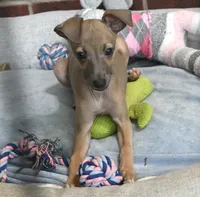 June, a female Italian Greyhound for sale in Kingston, OK – 2 of 10