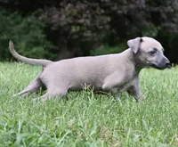 Bennett, a male Italian Greyhound for sale in Kingston, OK – 5 of 10