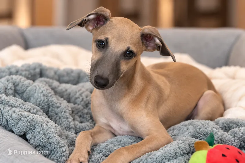 Jaxx – Italian Greyhound puppy for sale in Kingston, OK