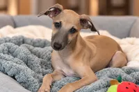 Jaxx, a male Italian Greyhound for sale in Kingston, OK – 1 of 10