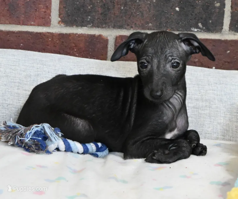 Skylar – Italian Greyhound puppy for sale in Kingston, OK