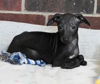 Skylar, a male Italian Greyhound for sale in Kingston, OK – 1 of 10
