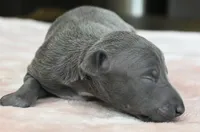 Quincy, a female Italian Greyhound for sale in Kingston, OK – 2 of 6