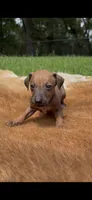Nimbus, a male Italian Greyhound for sale in Kingston, OK – 3 of 10