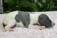 Kiwi, a female Whippet for sale in Kingston, OK – 6 of 7