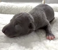 Misa, a female Italian Greyhound for sale in Kingston, OK – 3 of 5