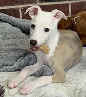 processed/1f76d7e7-a6c2-4118-be0f-c6fc303cdf02/listing/2dfe9de3-1003-4ccd-ba84-dc20fe04bd0b/07576232-096c-4f74-acb3-68a0db848179