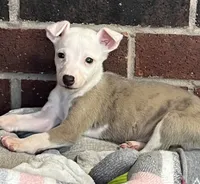 processed/1f76d7e7-a6c2-4118-be0f-c6fc303cdf02/listing/2dfe9de3-1003-4ccd-ba84-dc20fe04bd0b/0f7c0977-e054-47b6-a0bc-57848b4e4503