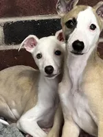 processed/1f76d7e7-a6c2-4118-be0f-c6fc303cdf02/listing/2dfe9de3-1003-4ccd-ba84-dc20fe04bd0b/6e52f323-9571-495e-b4d3-fbd3e1e700ab