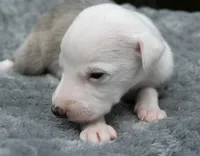 processed/1f76d7e7-a6c2-4118-be0f-c6fc303cdf02/listing/2dfe9de3-1003-4ccd-ba84-dc20fe04bd0b/982d9521-10f2-4f88-8b35-20cce70cc009