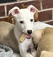 processed/1f76d7e7-a6c2-4118-be0f-c6fc303cdf02/listing/2dfe9de3-1003-4ccd-ba84-dc20fe04bd0b/ffd411c5-ed89-4f34-9b56-28d8f322890d