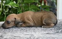 Nimbus, a male Italian Greyhound for sale in Kingston, OK – 6 of 10