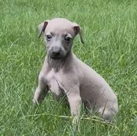 Jaxx, a male Italian Greyhound for sale in Kingston, OK – 2 of 10