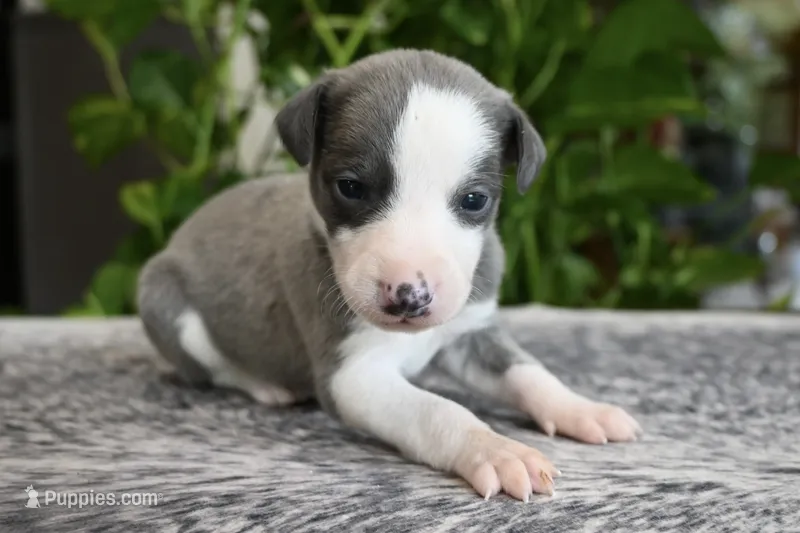 Starla – Whippet puppy for sale in Kingston, OK