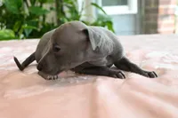 Millie, a female Italian Greyhound for sale in Kingston, OK – 8 of 10