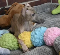 Jasper, a male Italian Greyhound for sale in Kingston, OK – 5 of 10