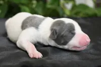 Sienna, a female Whippet for sale in Kingston, OK – 4 of 5