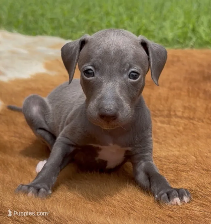Rae – Italian Greyhound puppy for sale in Kingston, OK
