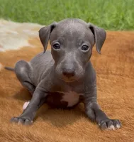 Rae, a female Italian Greyhound for sale in Kingston, OK – 1 of 10