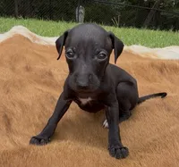 Skylar, a male Italian Greyhound for sale in Kingston, OK – 2 of 10
