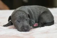 Quincy, a female Italian Greyhound for sale in Kingston, OK – 4 of 6