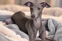 Maynard, a male Italian Greyhound for sale in Kingston, OK – 2 of 10
