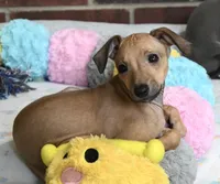 Stormy, a female Italian Greyhound for sale in Kingston, OK – 2 of 10