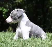 Kiwi, a female Whippet for sale in Kingston, OK – 7 of 10