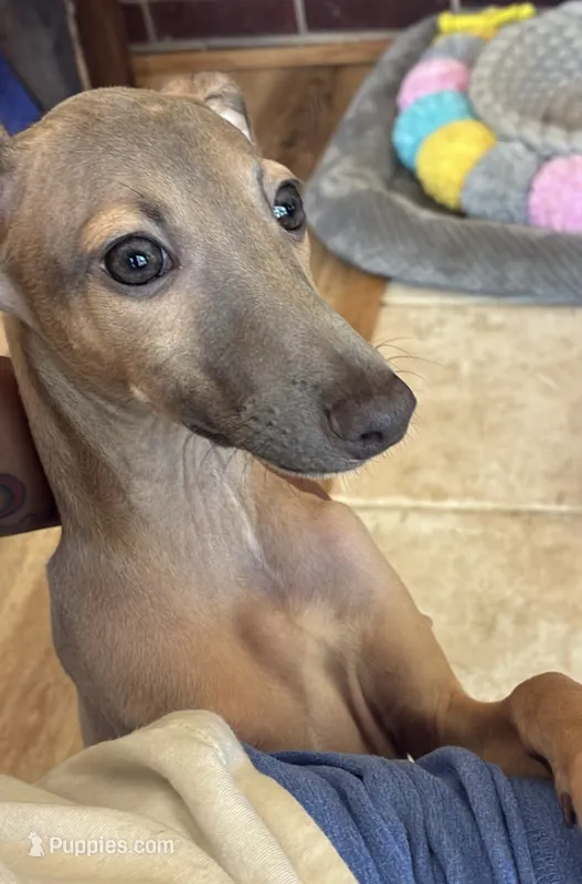 Jersey – Italian Greyhound puppy for sale in Kingston, OK