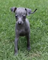 Millie, a female Italian Greyhound for sale in Kingston, OK – 3 of 10