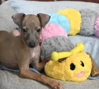Jersey, a male Italian Greyhound for sale in Kingston, OK – 5 of 10