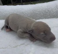 Jersey, a male Italian Greyhound for sale in Kingston, OK – 2 of 5