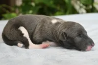 Benson, a male Italian Greyhound for sale in Kingston, OK – 3 of 5
